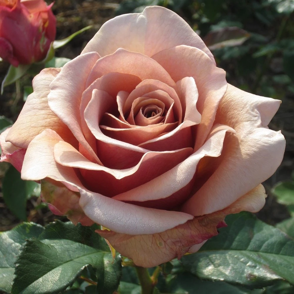 Rosa Mokarosa ('Frywitty') (PBR) 2 Rosa Mokarosa ('Frywitty') (PBR) - Image 2