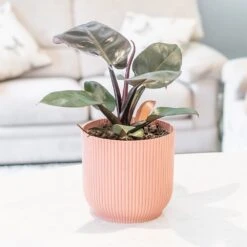 Philodendron 'Black Cardinal' 5 Philodendron 'Black Cardinal' -Plants Shop pl2000044766 card3 lg