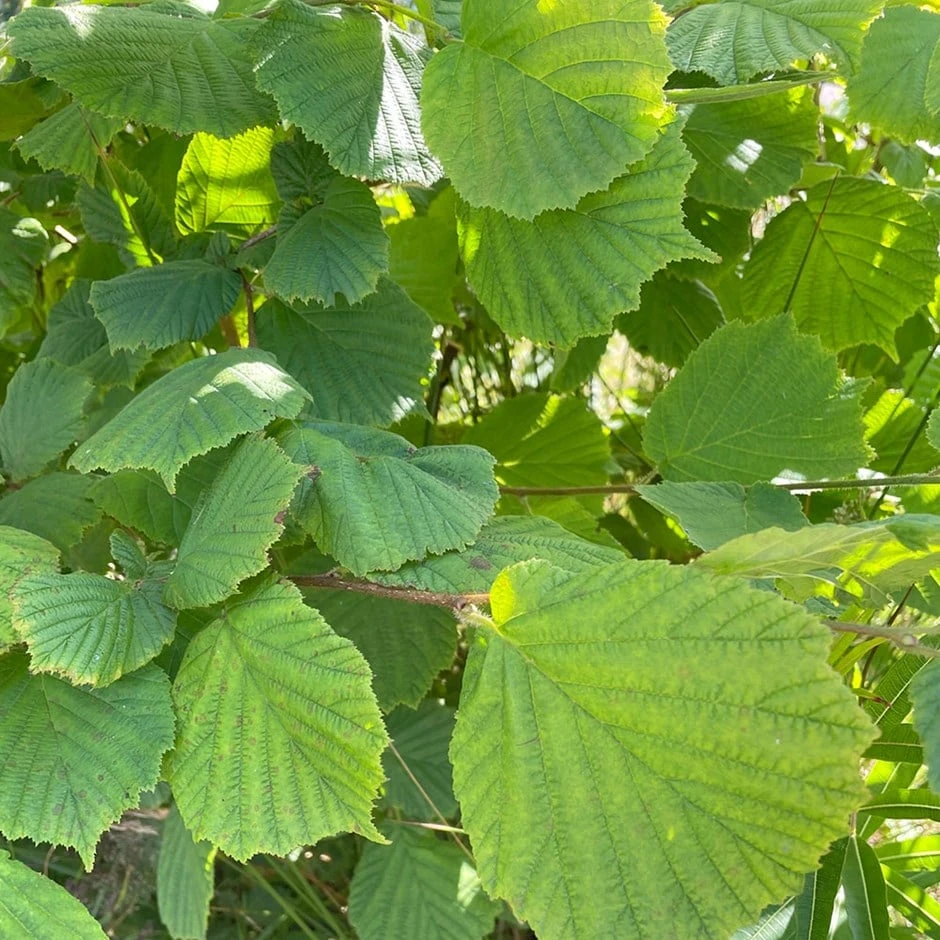 Corylus Avellana - Hazel Hedging 1 Corylus Avellana - Hazel Hedging