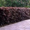 Fagus 'Atropurpurea' - Purple Beech Hedging