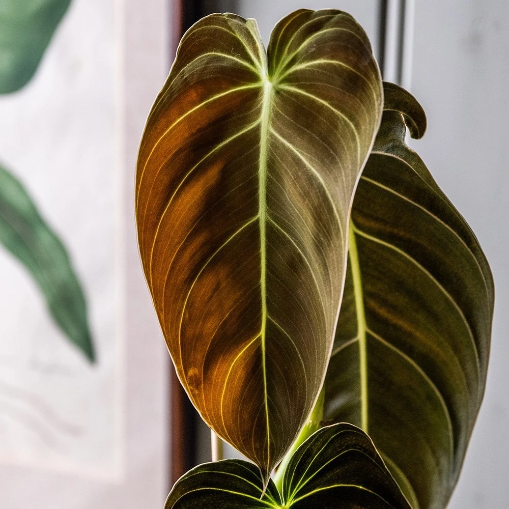 Philodendron Melanochrysum 2 Philodendron Melanochrysum - Image 2