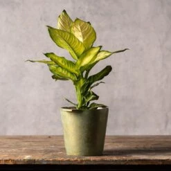 Dieffenbachia 'Summer Style' (PBR) -Plants Shop pl2000044820 card3 lg