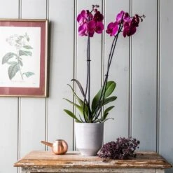 Phalaenopsis Anthura Stellenbosch ('phaldukai') (PBR)