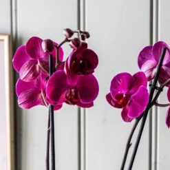 Phalaenopsis Anthura Stellenbosch ('phaldukai') (PBR) 7 Phalaenopsis Anthura Stellenbosch ('phaldukai') (PBR) -Plants Shop pl2000044822 card4 lg