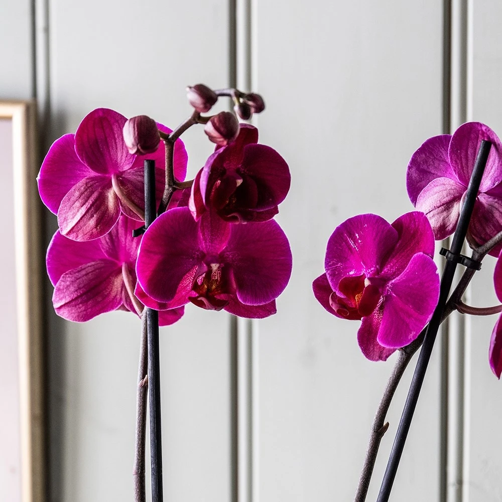 Phalaenopsis Anthura Stellenbosch ('phaldukai') (PBR) 4 Phalaenopsis Anthura Stellenbosch ('phaldukai') (PBR) - Image 4