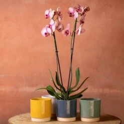 Phalaenopsis 'Younghome Golden Leopard'