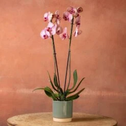 Phalaenopsis 'Younghome Golden Leopard' -Plants Shop pl2000044823 card3 lg