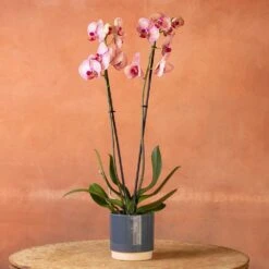 Phalaenopsis 'Younghome Golden Leopard' -Plants Shop pl2000044823 card4 lg