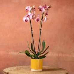 Phalaenopsis 'Younghome Golden Leopard' -Plants Shop pl2000044823 card5 lg