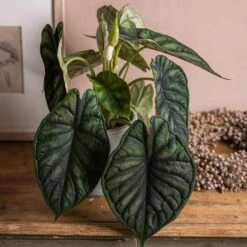 Alocasia 'Dragon Scale' -Plants Shop pl2000044828 card3 lg