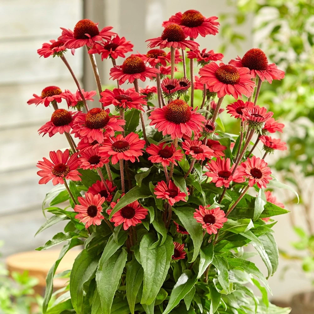 Echinacea SunSeekers Red ('Apecssired') (SunSeekers Series) 2 Echinacea SunSeekers Red ('Apecssired') (SunSeekers Series) - Image 2