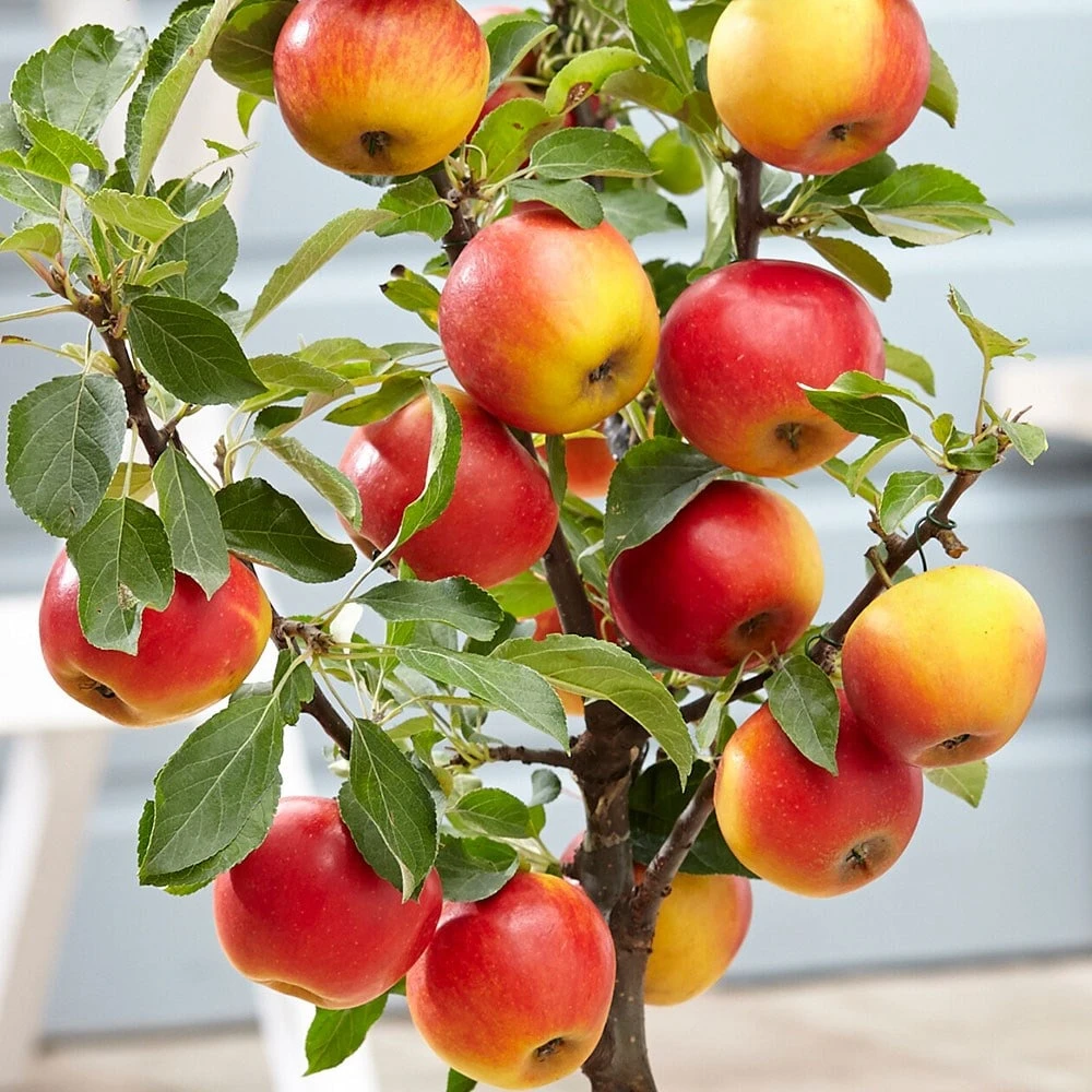 Apple 'Elstar' 3 Apple 'Elstar' - Image 3