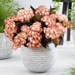 Hydrangea Macrophylla 'Light My Fire' (Black Diamonds Series) -Plants Shop pl2000045402 card3 lg