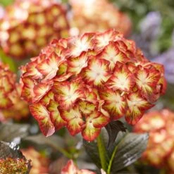 Hydrangea Macrophylla 'Light My Fire' (Black Diamonds Series) -Plants Shop pl2000045402 card4 lg