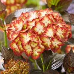 Hydrangea Macrophylla 'Light My Fire' (Black Diamonds Series) -Plants Shop pl2000045402 card5 lg