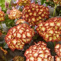 Hydrangea Macrophylla 'Light My Fire' (Black Diamonds Series) -Plants Shop pl2000045402 card6 lg