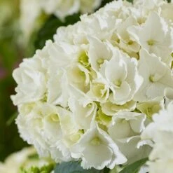 Hydrangea Macrophylla 'White' 5 Hydrangea Macrophylla 'White' -Plants Shop pl2000045407 card3 lg