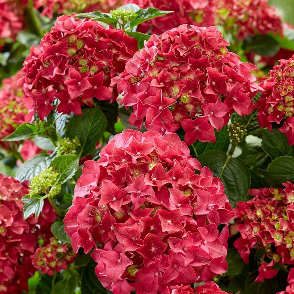 Hydrangea Macrophylla 'Red' 1 Hydrangea Macrophylla 'Red'