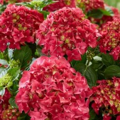 Hydrangea Macrophylla 'Red' 5 Hydrangea Macrophylla 'Red' -Plants Shop pl2000045408 card3 lg