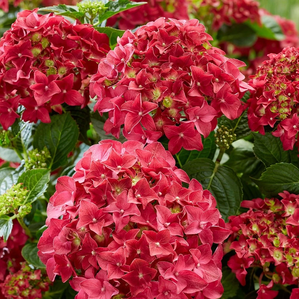 Hydrangea Macrophylla 'Red' 3 Hydrangea Macrophylla 'Red' - Image 3