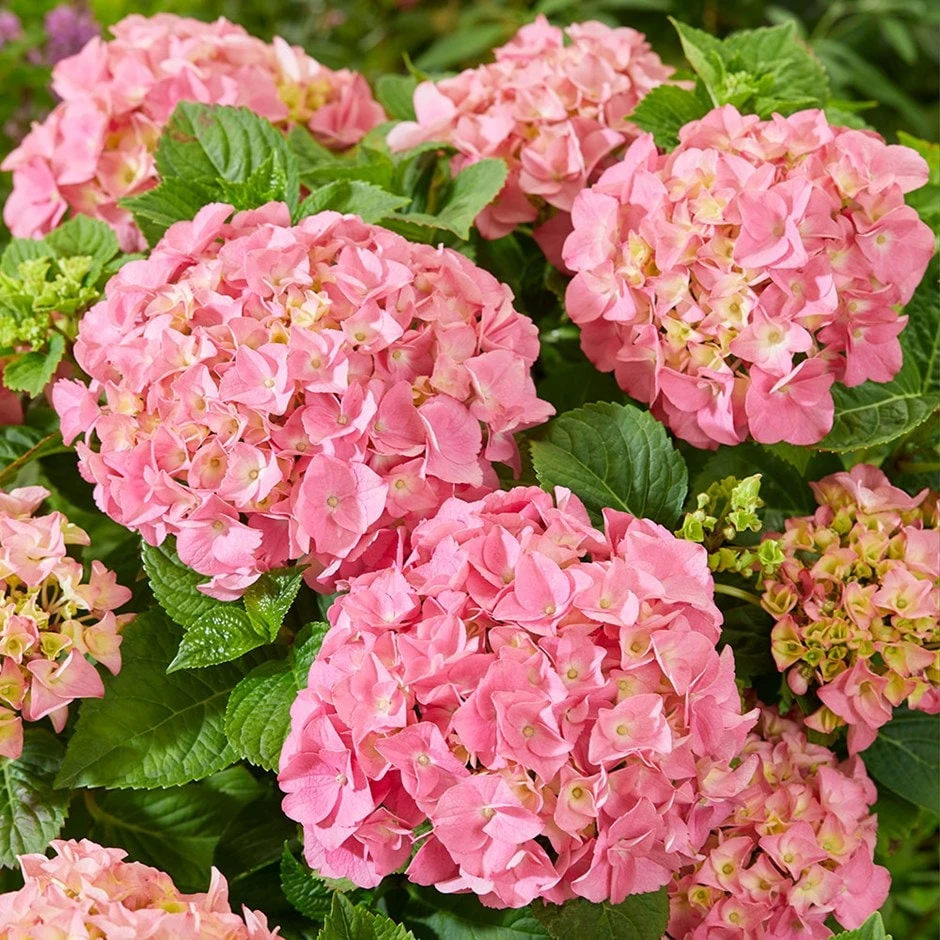 Hydrangea Macrophylla 'Pink' 1 Hydrangea Macrophylla 'Pink'