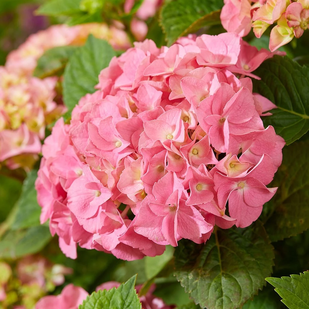 Hydrangea Macrophylla 'Pink' 2 Hydrangea Macrophylla 'Pink' - Image 2