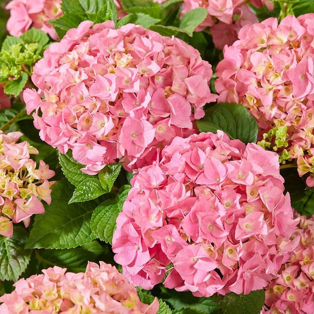 Hydrangea Macrophylla 'Pink' 3 Hydrangea Macrophylla 'Pink' - Image 3