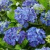 Hydrangea Macrophylla 'Blue'