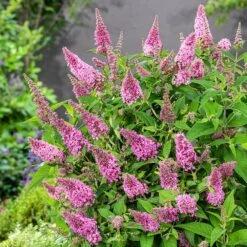 Buddleja Little Pink (’BotEx 005’) (PBR) (Butterfly Candy Series) -Plants Shop pl2000045428 card3 lg