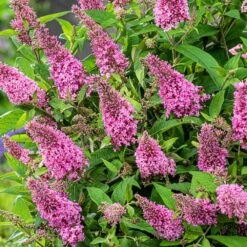 Buddleja Little Pink (’BotEx 005’) (PBR) (Butterfly Candy Series) -Plants Shop pl2000045428 card4 lg