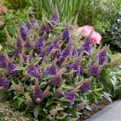 Buddleja Little Lila (’BotEx 004’) (PBR) (Butterfly Candy Series) -Plants Shop pl2000045429 card3 lg