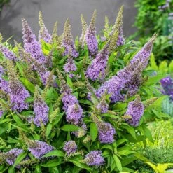 Buddleja Little Lila (’BotEx 004’) (PBR) (Butterfly Candy Series) -Plants Shop pl2000045429 card4 lg