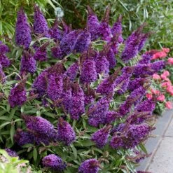 Buddleja Little Purple (’BotEx 001’) (PBR) (Butterfly Candy Series) -Plants Shop pl2000045430 card3 lg