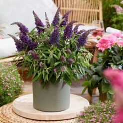 Buddleja Little Purple (’BotEx 001’) (PBR) (Butterfly Candy Series) -Plants Shop pl2000045430 card5 lg