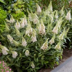 Buddleja Little White (’BotEx 003’) (PBR) (Butterfly Candy Series) -Plants Shop pl2000045432 card3 lg