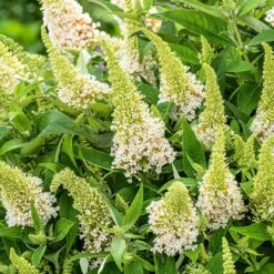 Buddleja Little White (’BotEx 003’) (PBR) (Butterfly Candy Series) -Plants Shop pl2000045432 card4 lg