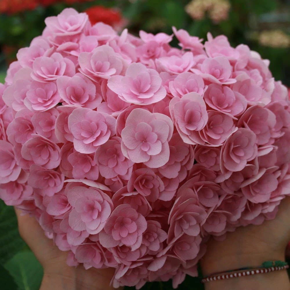 Hydrangea Macrophylla Love ('Youme H1917') (PBR) 2 Hydrangea Macrophylla Love ('Youme H1917') (PBR) - Image 2