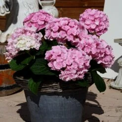 Hydrangea Macrophylla Love ('Youme H1917') (PBR) 7 Hydrangea Macrophylla Love ('Youme H1917') (PBR) -Plants Shop pl2000045449 card3 lg