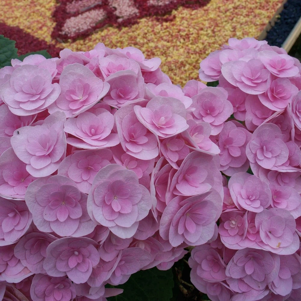 Hydrangea Macrophylla Love ('Youme H1917') (PBR) 4 Hydrangea Macrophylla Love ('Youme H1917') (PBR) - Image 4