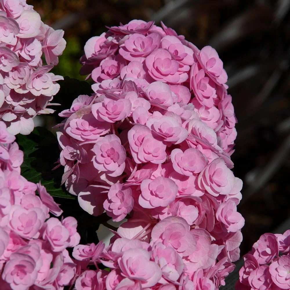 Hydrangea Macrophylla Love ('Youme H1917') (PBR) 5 Hydrangea Macrophylla Love ('Youme H1917') (PBR) - Image 5