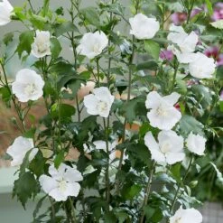 Hibiscus Syriacus Flower Tower White ('Gandini Van Aart') (PBR)