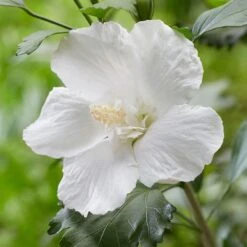 Hibiscus Syriacus Flower Tower White ('Gandini Van Aart') (PBR) -Plants Shop pl2000045454 card3 lg