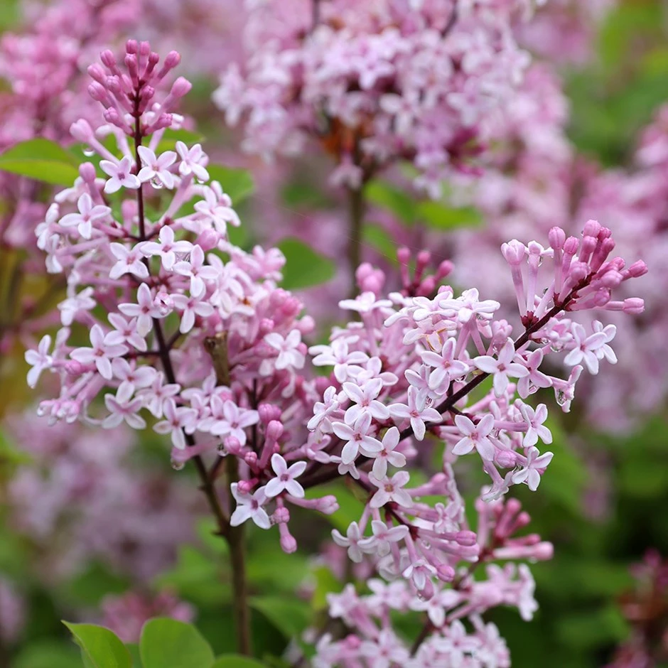 Syringa Josée ('Morjos 060f') (PBR) 1 Syringa Josée ('Morjos 060f') (PBR)