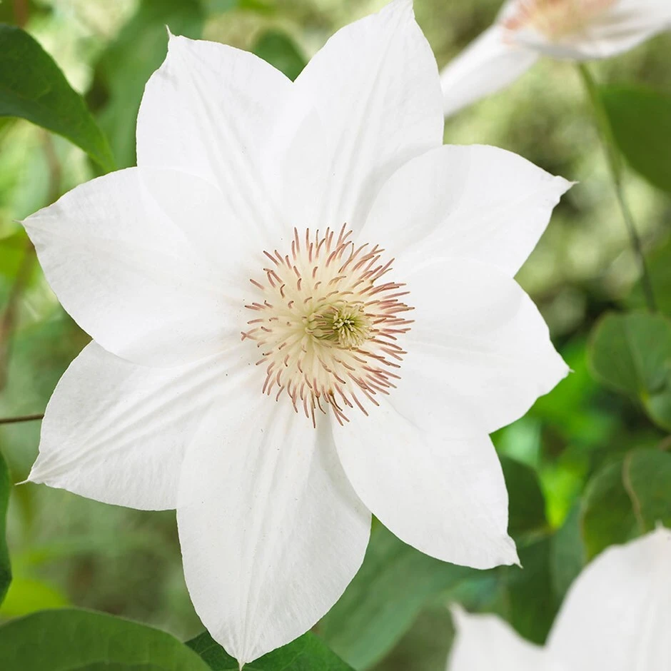 Clematis 'Mrs George Jackman' 1 Clematis 'Mrs George Jackman'