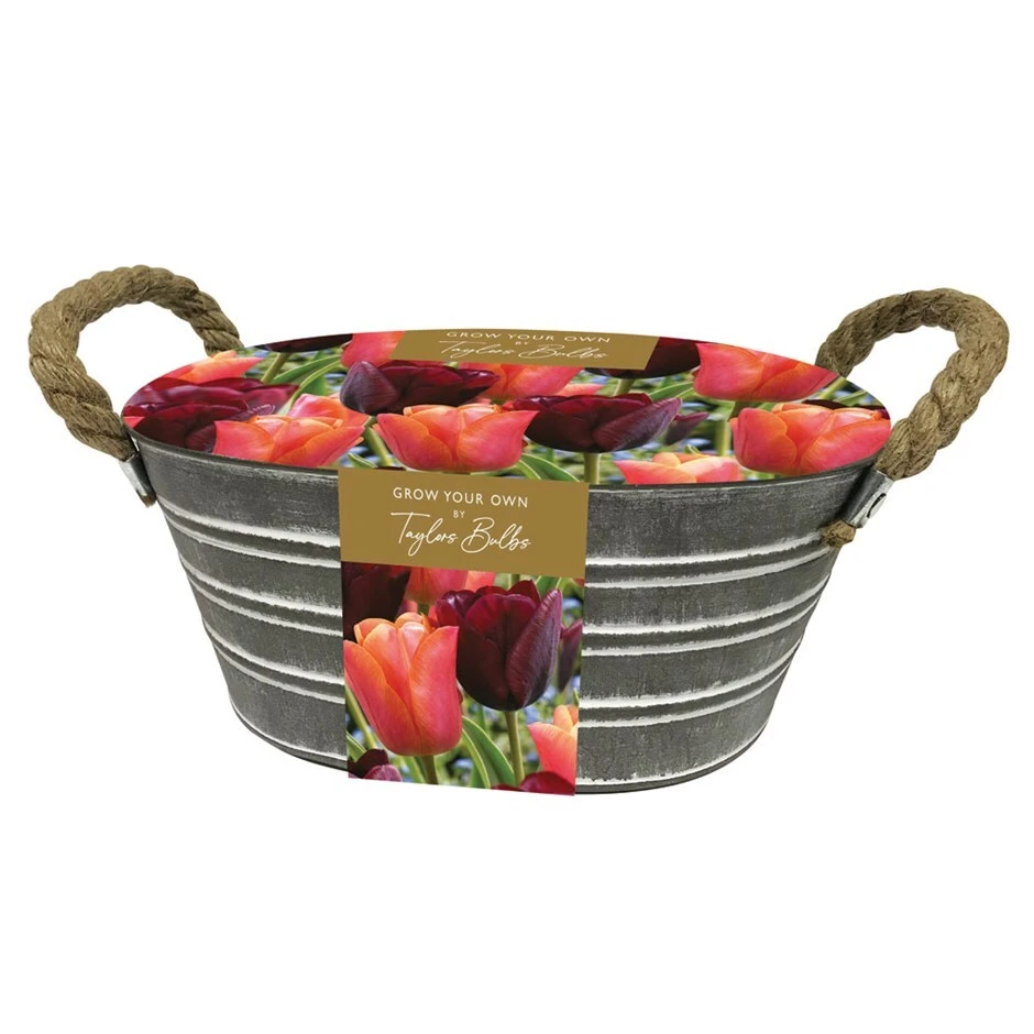 Tulips Outdoor Metal Trough Gift Set 1 Tulips Outdoor Metal Trough Gift Set