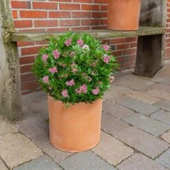 Rhododendron Bloombux Magenta ('Microhirs9') (PBR) -Plants Shop pl2000045584 card4 lg