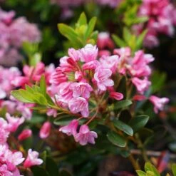 Rhododendron Bloombux Magenta ('Microhirs9') (PBR) -Plants Shop pl2000045584 card5 lg