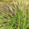 Pennisetum Alopecuroides F. Viridescens