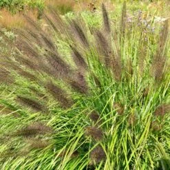 Pennisetum Alopecuroides F. Viridescens