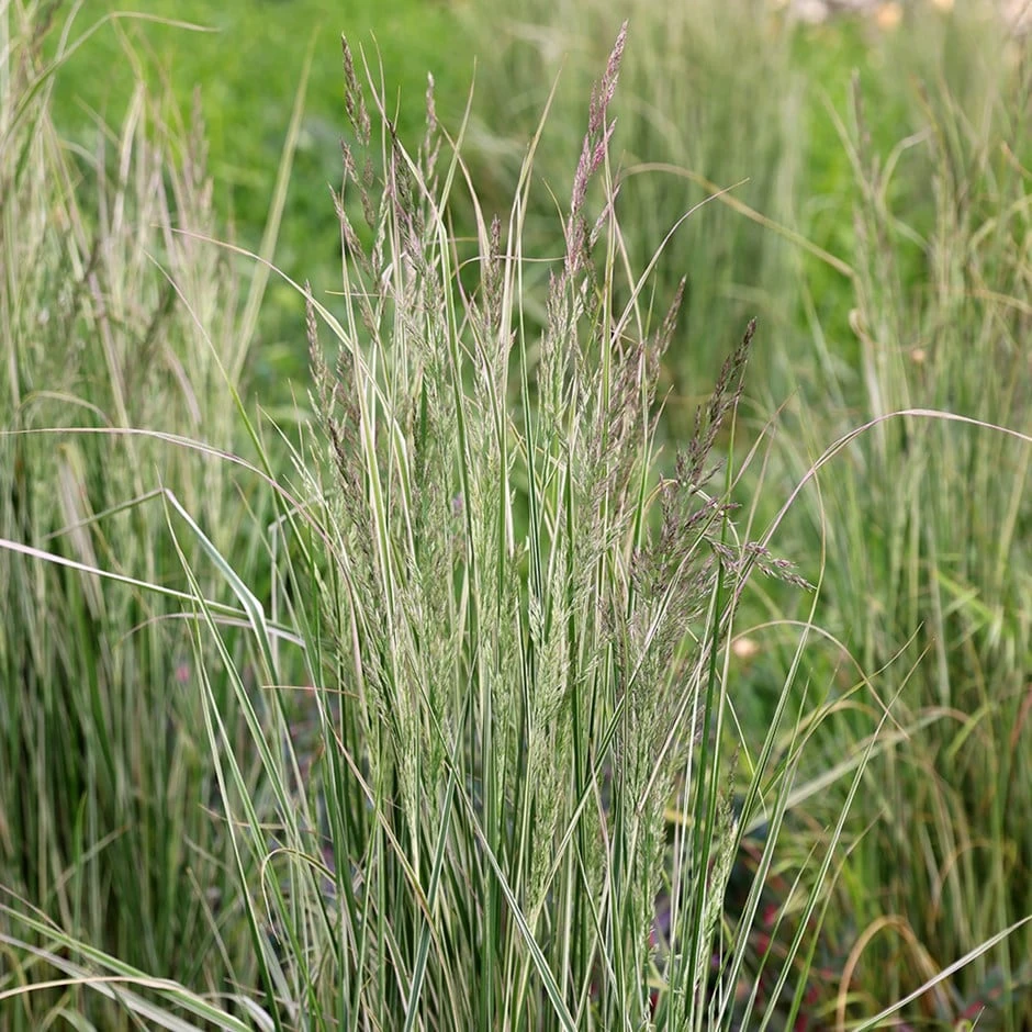 Calamagrostis × Acutiflora 'Overdam' 1 Calamagrostis × Acutiflora 'Overdam'